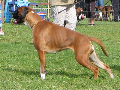 boxerpark Pumba