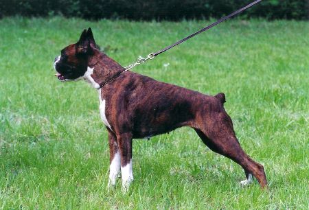 CH. Sheba du jabelin